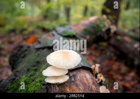 Buchenschleimiger Rhabarber, Porzellanpilz (Mucidula mucida), Pilzgruppe auf einem Buchenstamm, Bottrop, Ruhrgebiet, Nordrhein-Westfalen, Deutschland Stockfoto