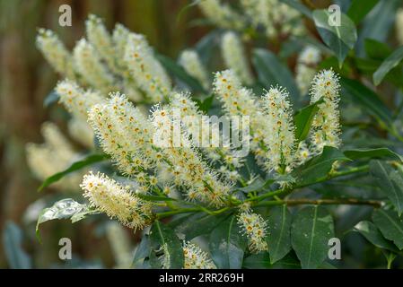 Blühender KirschLorbeer (Prunus laurocerasus), Bayern, Deutschland Stockfoto