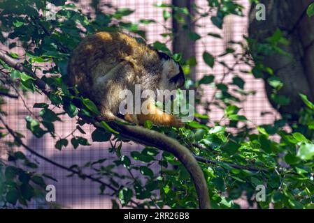 Eichhörnchenaffen (Saimiri sciureus) im Stadtpark Lahr, Baden-Württemberg Stockfoto