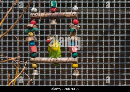 Pfirsichgesichtiger Lowebird (Agapornis roseicollis) in einer Voliere im Stadtpark Lahr, Baden-Württemberg Stockfoto