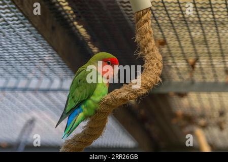 Pfirsichgesichtiger Lowebird (Agapornis roseicollis) in einer Voliere im Stadtpark Lahr, Baden-Württemberg Stockfoto