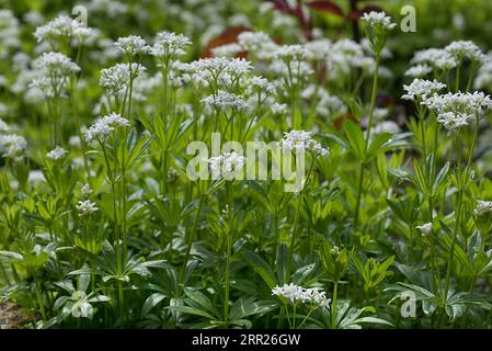 Blühende Holzdrossel (Galium odoratum), Baden-Württemberg, Deutschland Stockfoto