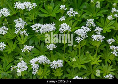 Blühende Holzdrossel (Galium odoratum), Baden-Württemberg, Deutschland Stockfoto