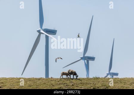 Zwei Schafe, Lämmer und Mutter stehen auf einem Deich am Meer vor Windturbinen für Windenergie, zwei Möwen fliegen in der Luft, Breskens, Sluis Stockfoto