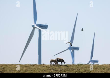 Zwei Schafe, Lämmer und Mutter stehen auf einem Deich am Meer vor Windturbinen für Windenergie, zwei Möwen fliegen in der Luft, Breskens, Sluis Stockfoto