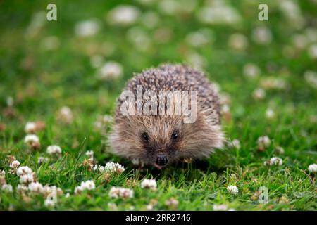 Europäischer Igel (Erinaceus europaeus), Erwachsene, tagsüber, Wiese, Futtersuche, Surrey, England, Großbritannien Stockfoto