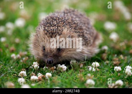 Europäischer Igel (Erinaceus europaeus), Erwachsene, tagsüber, Wiese, Futtersuche, Surrey, England, Großbritannien Stockfoto