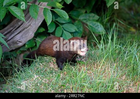 Europäische Polecat (Mustela putorius), Jugendliche, rufe, auf Wiese, Surrey, England, Großbritannien Stockfoto