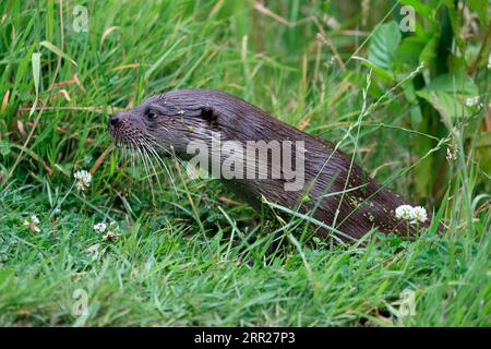 Europäischer Otter (Lutra lutra), Erwachsene, an Land, Porträt, Surrey, England, Großbritannien Stockfoto