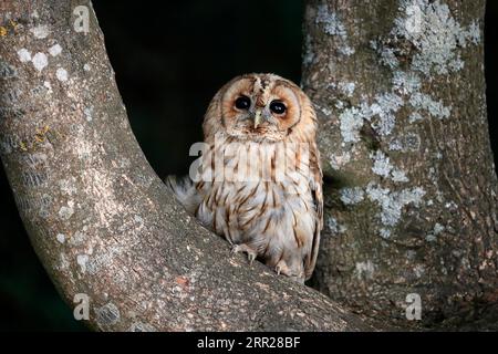 Waldkauze (Strix aluco), erwachsen, im Sommer, im Baum, wachsam, Surrey, England, Großbritannien Stockfoto