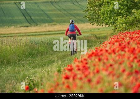 Nette, aktive Seniorin, die ihr Elektrofahrrad in einem riesigen Feld blühender roter Mohnblumen fuhr Stockfoto