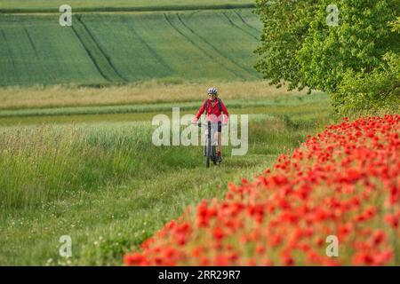 Nette, aktive Seniorin, die ihr Elektrofahrrad in einem riesigen Feld blühender roter Mohnblumen fuhr Stockfoto