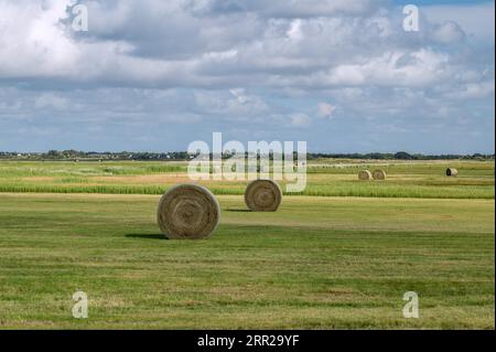 Runde Strohballen in einem Weidegebiet Stockfoto
