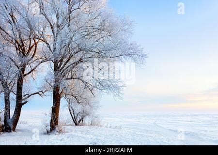 Winter schöne Landschaft mit Bäumen bedeckt mit Raureif. Frostige Winterlandschaft im verschneiten Wald. Stockfoto
