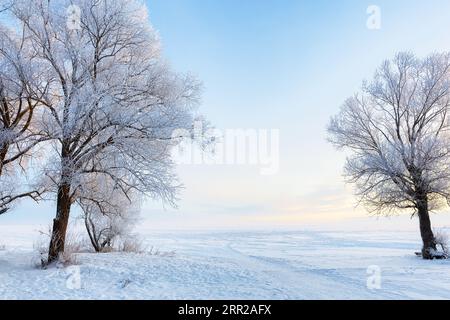 Winter schöne Landschaft mit Bäumen bedeckt mit Raureif. Frostige Winterlandschaft im verschneiten Wald. Stockfoto