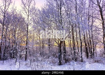 Wunderschöne Winterlandschaft mit Wald, Bäumen bedeckt Schnee, Schneeflocken und Sonnenuntergang. Purpurrote Winterlandschaft mit Sonnenuntergang. Stockfoto