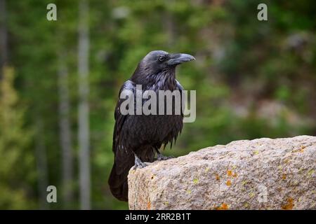 Common Raven (Corvus corax), Yellowstone National Park, Wyoming, Vereinigte Staaten von Amerika Stockfoto