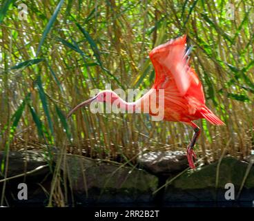 Scharlachrote Ibisse (Eudocimus ruber), fliegend, gefangen, Vorkommen im Norden Südamerikas Stockfoto