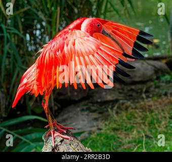 Scharlachrote Ibisse (Eudocimus ruber), in Gefangenschaft, vorkommen in Nord-Südamerika Stockfoto