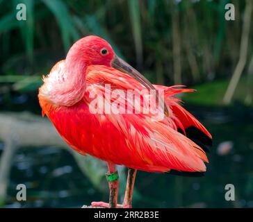 Scharlachrote Ibisse (Eudocimus ruber), in Gefangenschaft, vorkommen in Nord-Südamerika Stockfoto