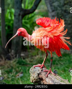 Scharlachrote Ibisse (Eudocimus ruber), in Gefangenschaft, vorkommen in Nord-Südamerika Stockfoto