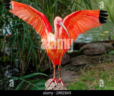 Scharlachrote Ibisse (Eudocimus ruber), in Gefangenschaft, vorkommen in Nord-Südamerika Stockfoto