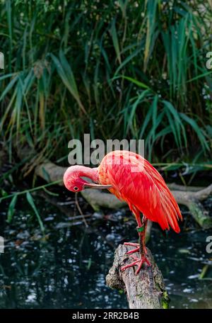 Scharlachrote Ibisse (Eudocimus ruber), in Gefangenschaft, vorkommen in Nord-Südamerika Stockfoto