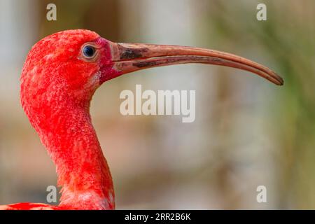 Scharlachrote Ibisse (Eudocimus ruber), Gefangenschaft, Tierporträt, Vorkommen Nord-Südamerika Stockfoto