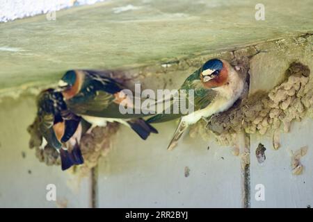 Klippenschwalben oder amerikanische Klippenschwalben (Petrochelidon pyrrhonota) bauen Nest, Yellowstone National Park, Wyoming, Vereinigte Staaten von Amerika Stockfoto