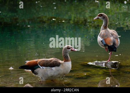 Ägyptische Gänse, die auf einem Stein in einem See in ihrem natürlichen Lebensraum alopochen aegyptiaca steht Stockfoto