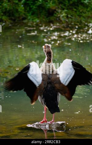 Ägyptische Gänse, die auf einem Stein in einem See in ihrem natürlichen Lebensraum alopochen aegyptiaca steht Stockfoto