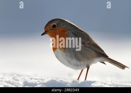 Europäische robine (Erithacus rubecula), im Schnee ruhend, Strohauser Platte, Wesermarsch, Niedersachsen, Deutschland Stockfoto