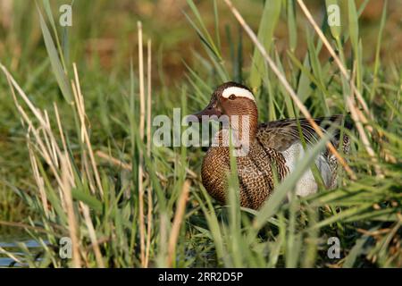 Garganey (Spatula querquedula) (Syn.: Anas querquedula), drake, Strohauser Plateau, Kreis Wesermarsch, Niedersachsen, Deutschland Stockfoto