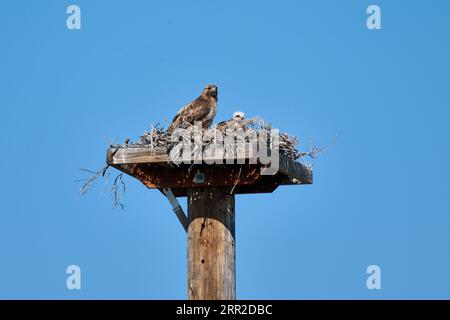 Rotschwanzfalke (Buteo jamaicensis) mit Küken auf ihrem Nest, Wyoming, Vereinigte Staaten von Amerika Stockfoto