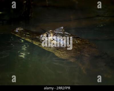 Spektakulärer Kaiman (Caiman crocodilus) im Wasser, Tortuguero-Nationalpark, Costa Rica Stockfoto