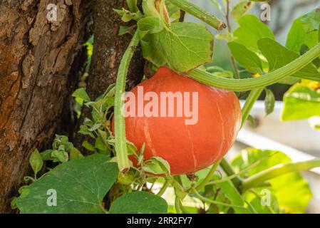 Reifekürbis im Garten vor dem Hintergrund eines Baumstammes. Nahaufnahme. Stockfoto