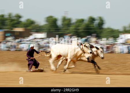 201012 -- RAWALPINDI, 12. Oktober 2020 -- Ein pakistanischer Bauer führt seine Stiere, während er am 12. Oktober 2020 in einem traditionellen Stierrennen am Rande von Rawalpindi in der östlichen Provinz Punjab teilnimmt. PAKISTAN-RAWALPINDI-BULL-RACE AhmadxKamal PUBLICATIONxNOTxINxCHN Stockfoto