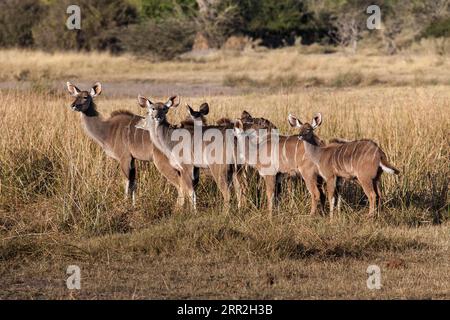 Greater Kudu (Tragelaphus strepsiceros), weiblich, Moremi Game Reserve, Botswana Stockfoto