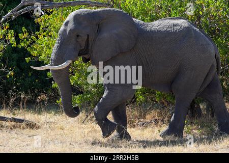 Afrikanischer Elefant (Loxodonta africana), Moremi Game Reserve, Botswana Stockfoto