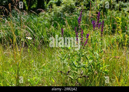 Blumen des Waldes Salbei, Salvia nemorosa, Nahaufnahme. Hintergrund der Salvia nemorosa, einer salvia mit wunderschönen violetten Blüten. Violette Blüten der Eiche sa Stockfoto