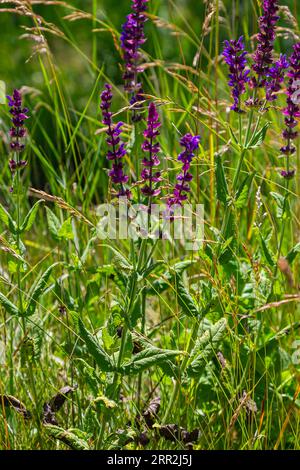 Blumen des Waldes Salbei, Salvia nemorosa, Nahaufnahme. Hintergrund der Salvia nemorosa, einer salvia mit wunderschönen violetten Blüten. Violette Blüten der Eiche sa Stockfoto