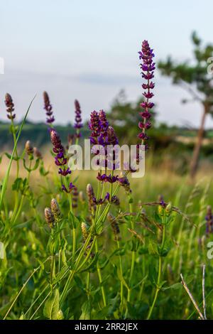 Blumen des Waldes Salbei, Salvia nemorosa, Nahaufnahme. Hintergrund der Salvia nemorosa, einer salvia mit wunderschönen violetten Blüten. Violette Blüten der Eiche sa Stockfoto