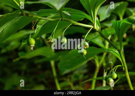 Unreife Beeren des Robbens von Angular Salomon, auch bekannt als Duftsaube von Salomon, Polygonatum odoratum. Stockfoto