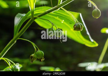 Unreife Beeren des Robbens von Angular Salomon, auch bekannt als Duftsaube von Salomon, Polygonatum odoratum. Stockfoto