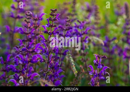 Blumen des Waldes Salbei, Salvia nemorosa, Nahaufnahme. Hintergrund der Salvia nemorosa, einer salvia mit wunderschönen violetten Blüten. Violette Blüten der Eiche sa Stockfoto