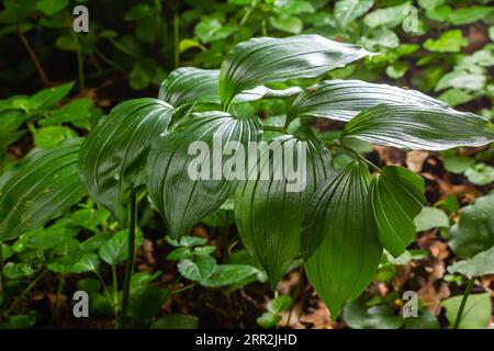 Unreife Beeren des Robbens von Angular Salomon, auch bekannt als Duftsaube von Salomon, Polygonatum odoratum. Stockfoto