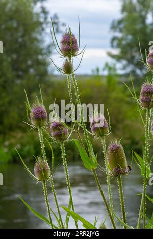 Blühendes wildes Teesel, Dipsacus fullonum an einem Sommerabend in der europäischen Wildnis. Stockfoto