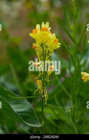 Linaria vulgaris gewöhnliche röhrenflachsgelbe Wildblumen blühen auf der Wiese, kleine blühende Pflanzen im grünen Gras. Blühendes Blumenfeld YEL Stockfoto