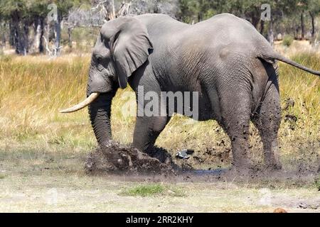 Afrikanischer Elefant (Loxodonta africana) nimmt ein Schlammbad, Moremi, Okavango Delta, Botswana Stockfoto