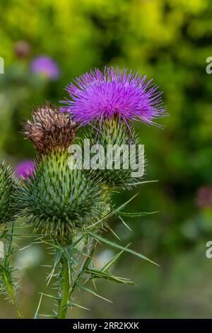 Vertikale Nahaufnahme auf einer farbenfrohen violetten Speerdistelblume, Cirsium vulgare. Stockfoto